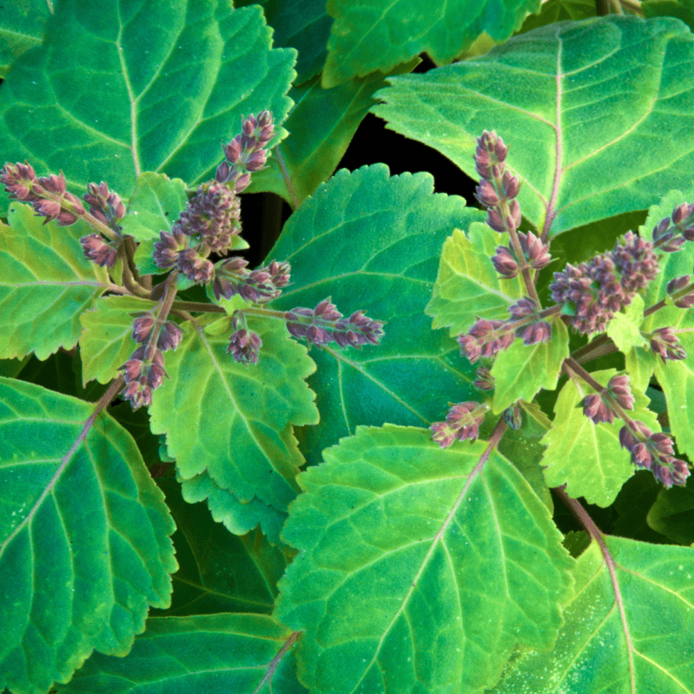 Ulei Esențial de Patchouli
