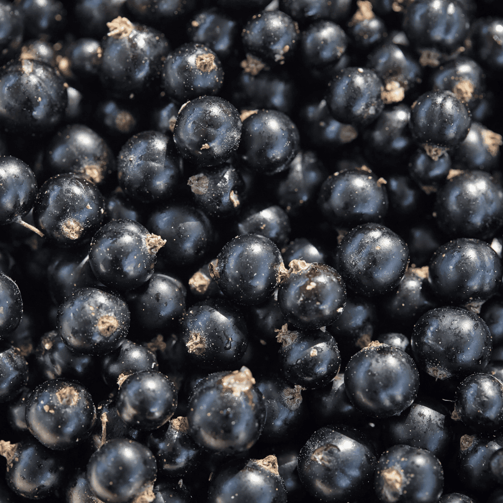Ulei de Coacăze Negre
