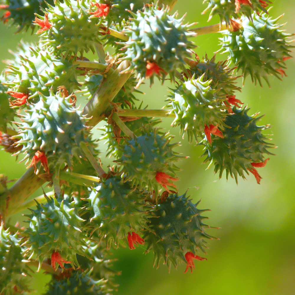 Ulei de Ricin