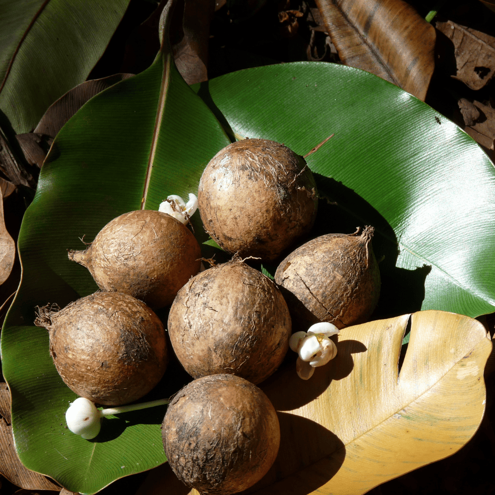 Ulei de Tamanu