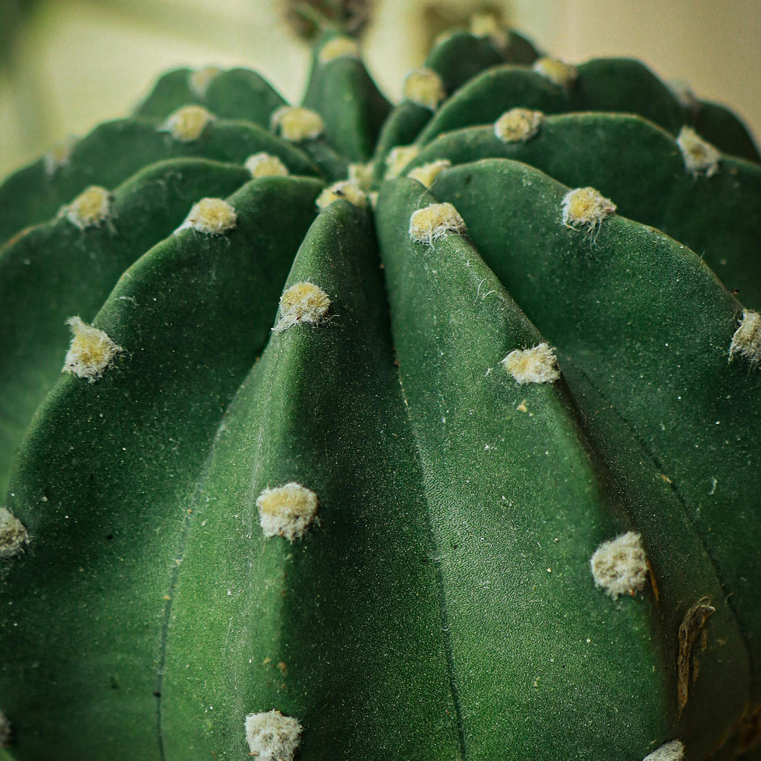 Extract Natural de Cactus
