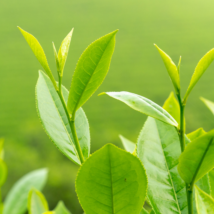 Extract de Ceai Verde
